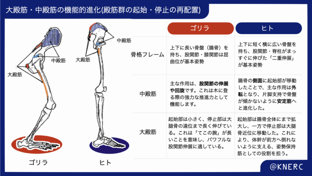 ゴリラとヒトの中殿筋・大殿筋の違い