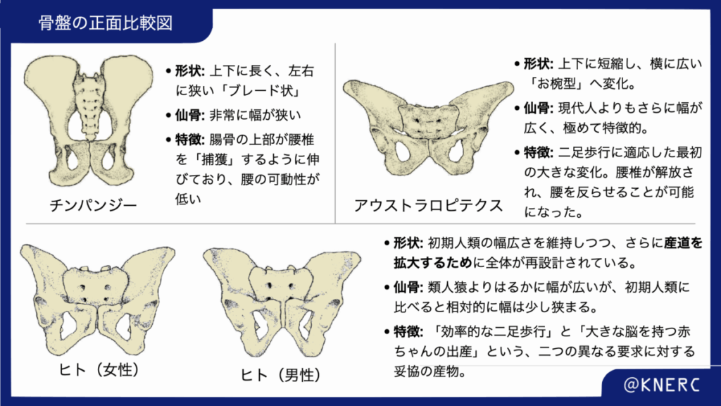 チンパンジー、アウストラロピテクス、ヒトの骨盤の違い